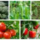5 Veggies That You Can Grow In Your Kitchen Garden