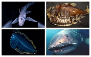 Strange Fish Discoveries From The Deep Sea