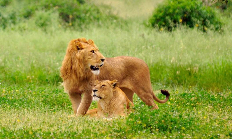 Did Lockdown Help Lion Population Go Up?
