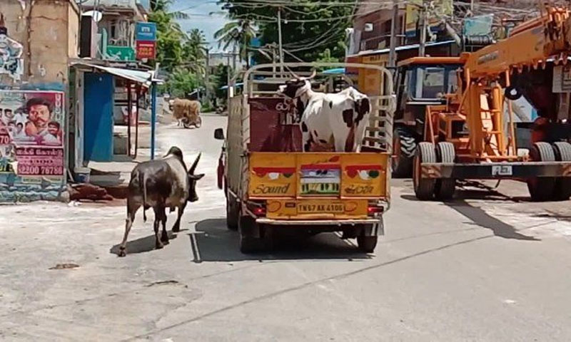 The Saga of the Bull that Chased a Lorry for His Love