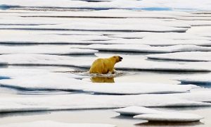 Will There Be No Polar Bears By 2100?